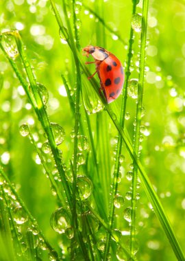taze çiğ içme ladybugs.
