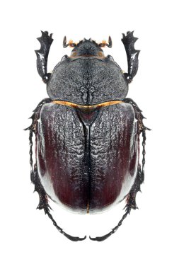 scarabaeus - bok böceği