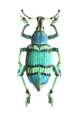 Tropical beetle clipart