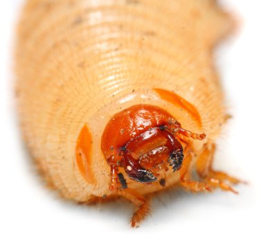 İğrenç yağlı solucan ( Cockchafer solucanı )