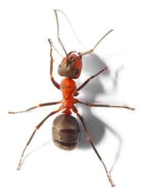 The Red Wood Ant clipart