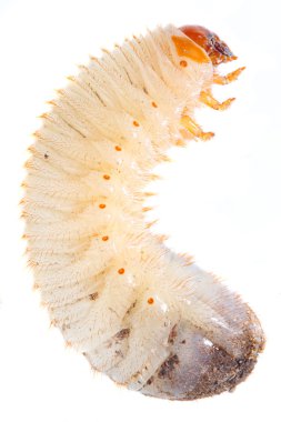 İğrenç yağlı solucan ( Cockchafer solucanı )