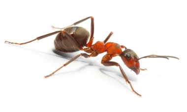 kırmızı ahşap karınca