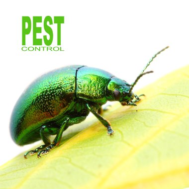 Naneli beetle (chrysomela coerulans) bitkisel Bahçe tehlikeli zararlı olduğunu.