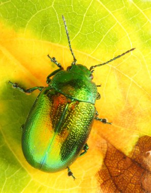 Naneli beetle