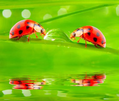 taze çiğ içme ladybugs.