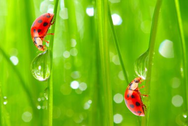 taze çiğ içme ladybugs.