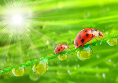 ladybugs aile