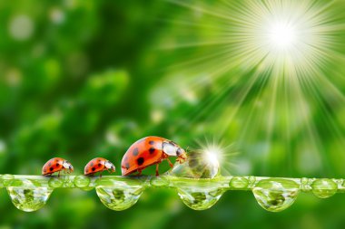 ladybugs aile nemli çimenlerin üzerinde.