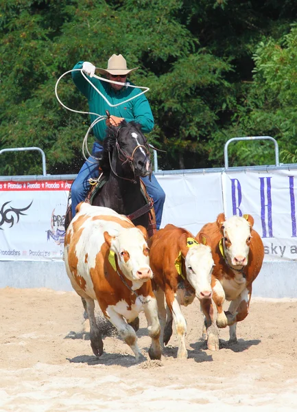 Niet-geïdentificeerde cowboy — Stockfoto