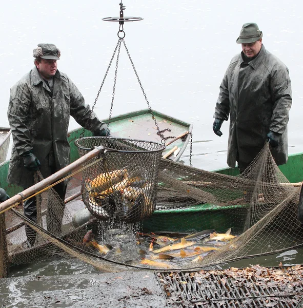 Unidentified fishermen enjoy harvest of pond Blatna — Stock Photo, Image