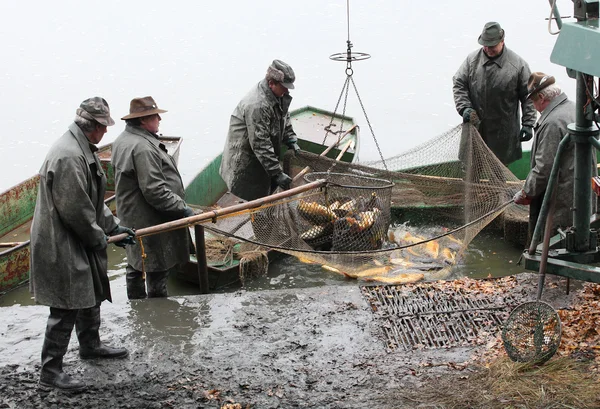 Pescadores no identificados disfrutan de la cosecha del estanque Blatna —  Fotos de Stock