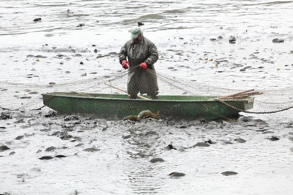 Pescador no identificado disfrutar de la cosecha de estanque Blatna —  Fotos de Stock