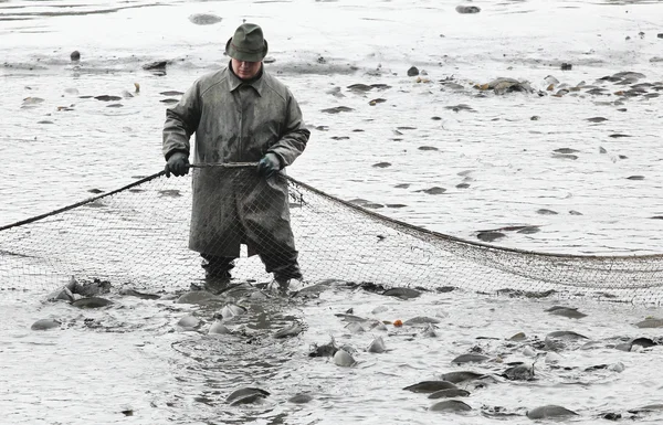 Pescador no identificado disfrutar de la cosecha de estanque Blatna —  Fotos de Stock