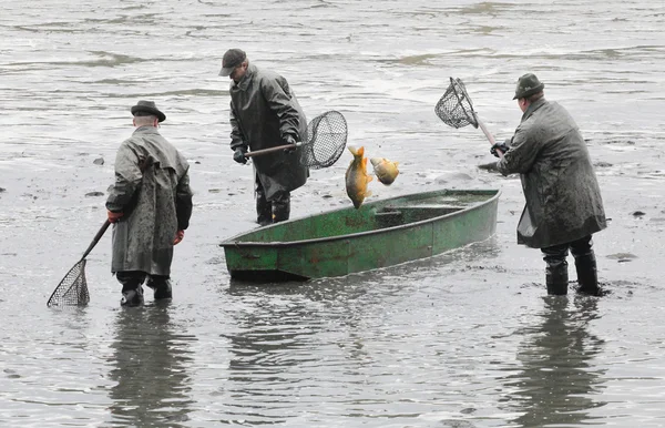 Pescadores no identificados disfrutan de la cosecha del estanque Blatna —  Fotos de Stock