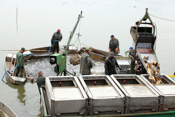 Pescadores no identificados disfrutan de la cosecha del estanque Blatna —  Fotos de Stock