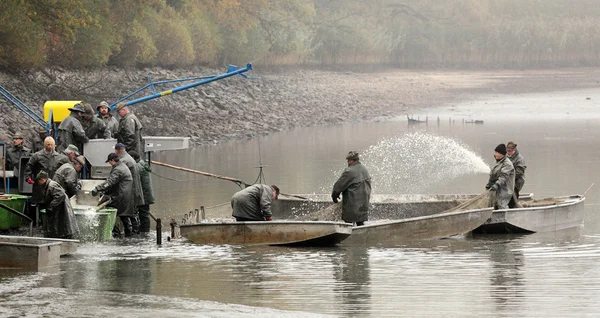 Pescadores no identificados disfrutan de la cosecha del estanque Blatna —  Fotos de Stock