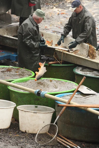 Pescadores não identificados desfrutam de colheita de lagoa Blatna — Fotografia de Stock