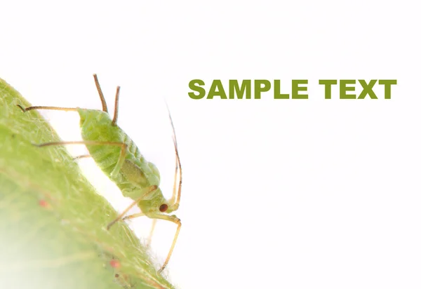 绿色蚜虫 — 图库照片