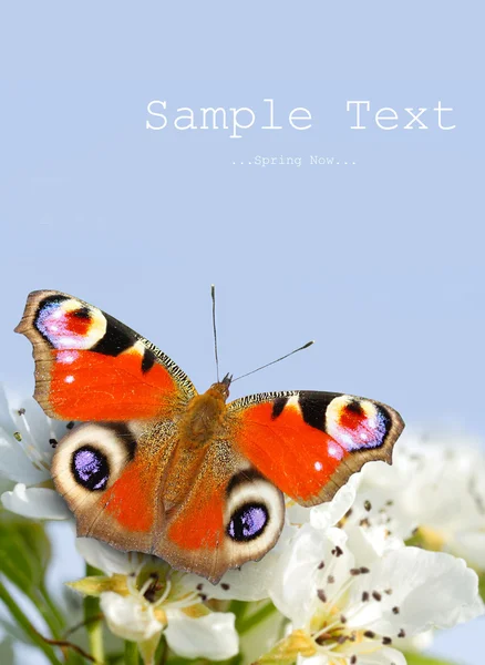 The Peacock butterfly on a wild cherry blossom against blue sky. — Stock Photo, Image