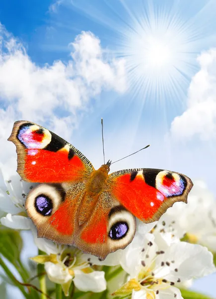 A páva pillangó egy vad cseresznyevirág kék ég ellen. — Stock Fotó