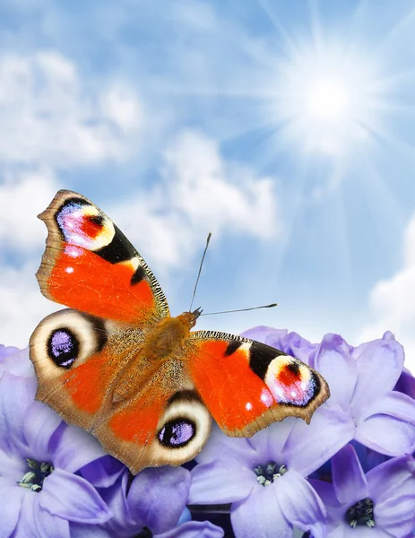 Spring blossom and a butterfly against sunny sky — Stock Photo, Image