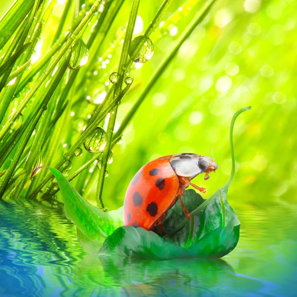 Kleiner Marienkäfer, der auf dem Blatt schwimmt. Lustiges Reisekonzept. — Stockfoto