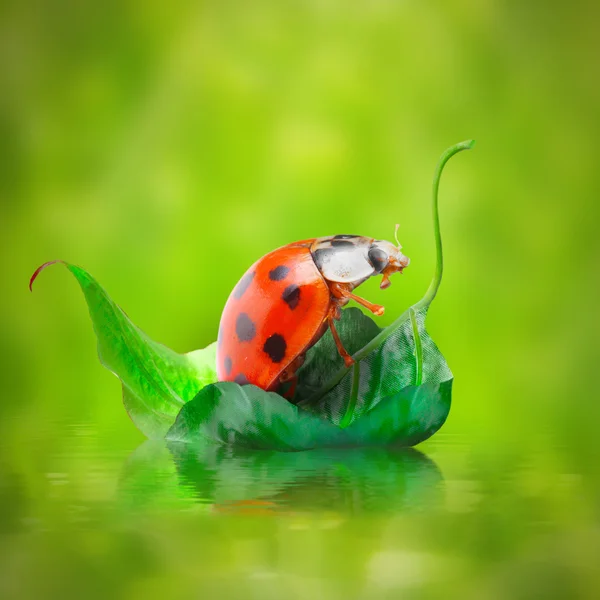 小さなてんとう虫葉に浮かぶ。面白い旅行の概念. — ストック写真