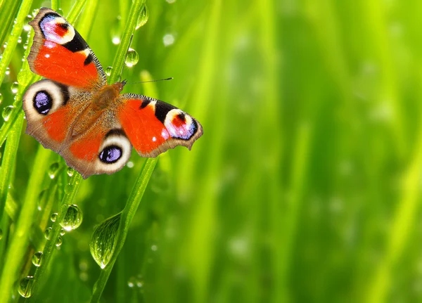 Fresh morning dew on a spring grass and butterfly — Stock Photo, Image