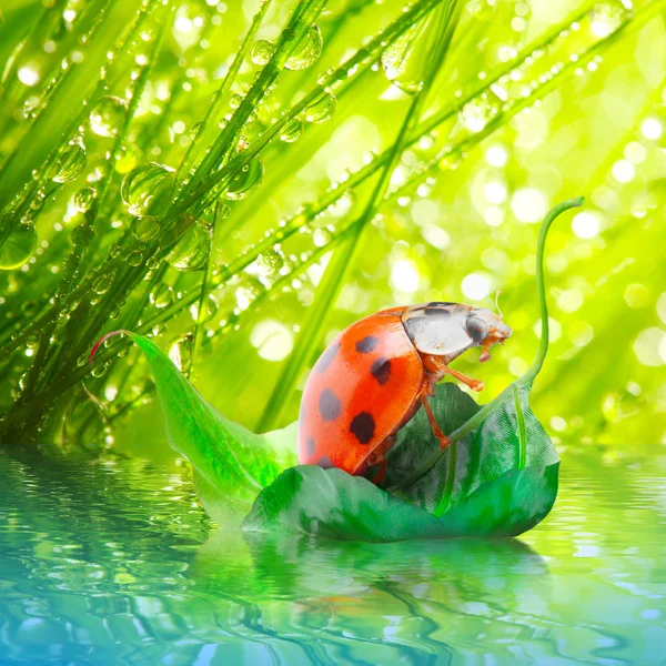 Pequeña mariquita flotando en la hoja . — Foto de Stock