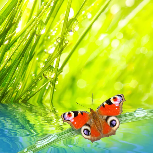 Rocío fresco de la mañana en una hierba de primavera y mariposa — Foto de Stock