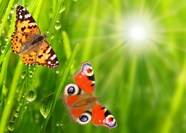 Early morning in a spring grass and a butterflies — Stock Photo, Image