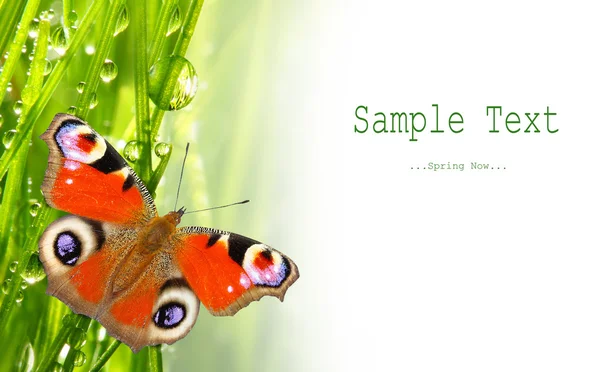 Bahar çimen ve küçük bir kelebek — Stok fotoğraf