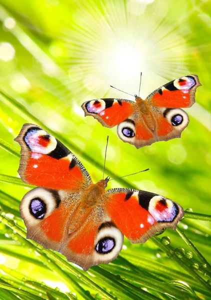 Early morning in a spring grass and a butterflies — Stock Photo, Image