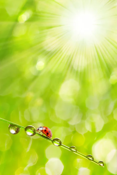 Ladybugs — Stock Photo, Image