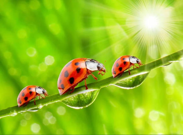 Coccinelle — Foto Stock