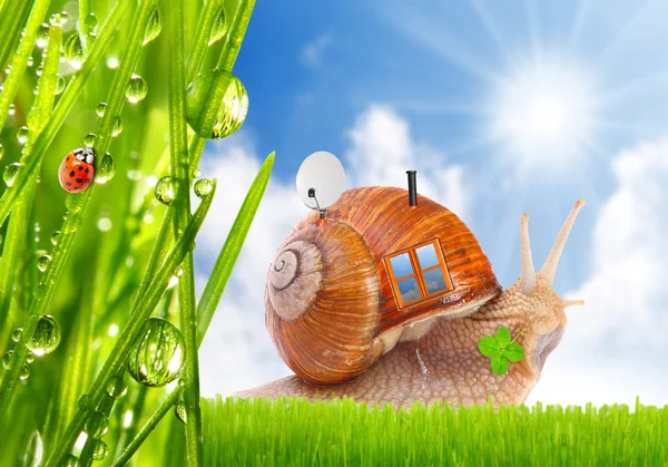 食用蜗牛 （蜗牛） 在草地上. — 图库照片