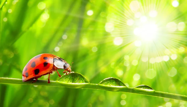 Lieveheersbeestjes — Stockfoto