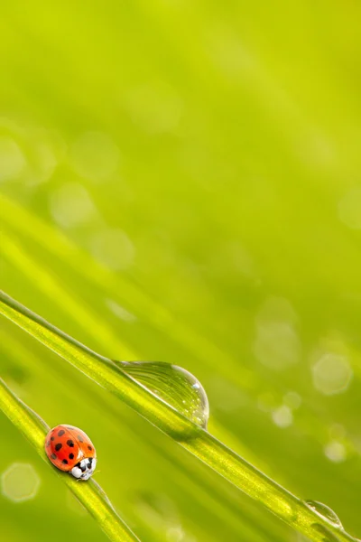Lieveheersbeestje waarop een dewy gras. — Stockfoto
