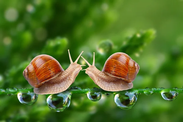 Amor hacer caracoles pareja en un rocío hierba . — Foto de Stock