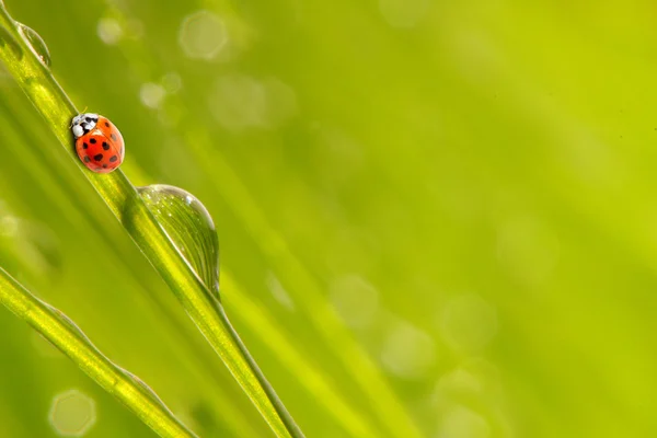 Marienkäfer läuft auf taufrischem Gras. — Stockfoto