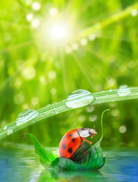 Coccinella — Foto Stock