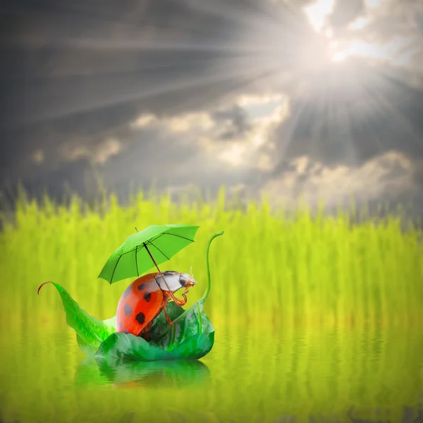 Little ladybug with umbrella enjoying life. — Stock Photo, Image