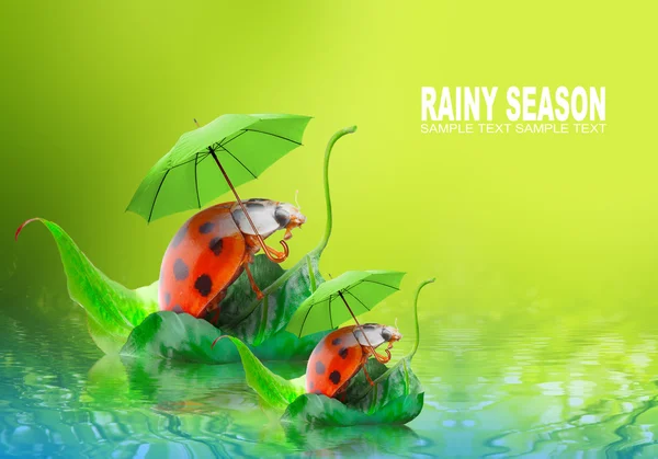 Kleine Marienkäfer mit Regenschirm spazieren im Gras. — Stockfoto