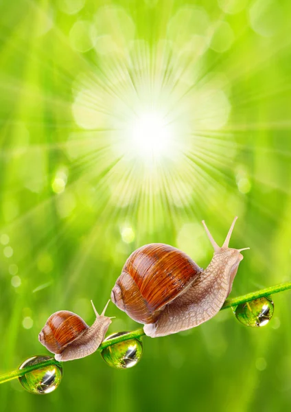 Orvalho de manhã fresco em uma grama de primavera e dois pequenos caracóis — Fotografia de Stock