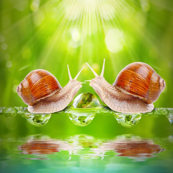 Amour faire couple escargots sur une herbe rosée . — Photo