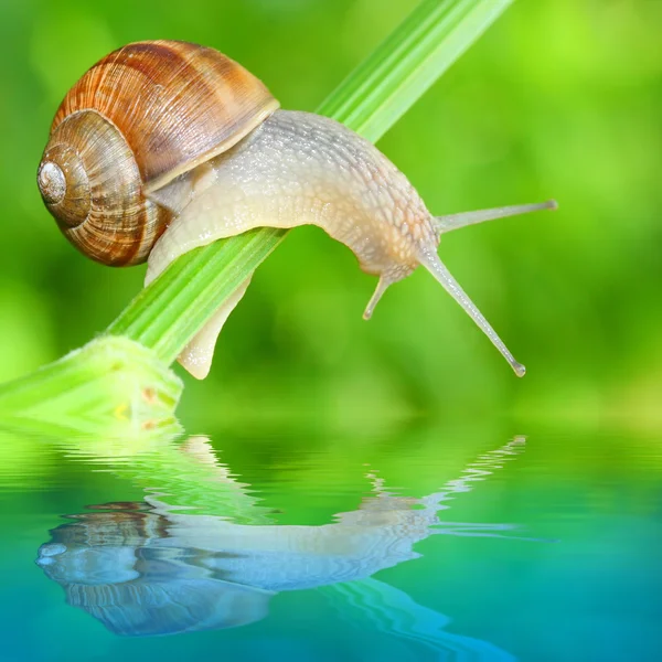 Eetbare slak (helix pomatia) op het gras. — Stockfoto