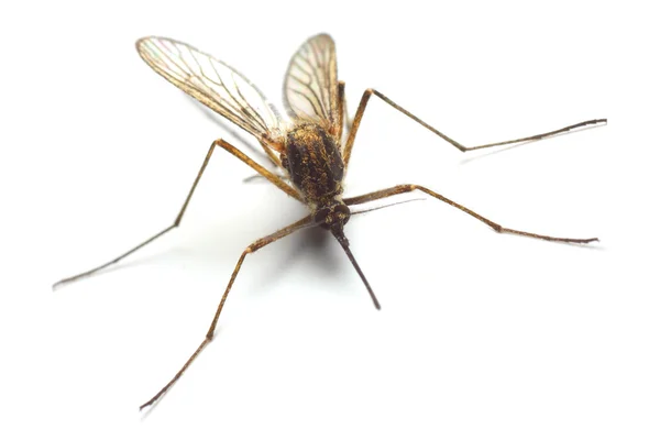 Anopheles mosquito — Stock Photo, Image