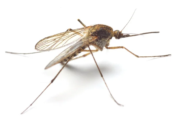 Maláriaterjesztő szúnyog mosquito — Stock Fotó