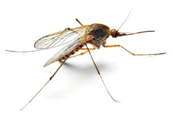 Mosquito Anopheles — Fotografia de Stock